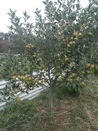 하찌농장님의 작목반,동호회 등 나의 모임은? · 참여글 작성글 사진
