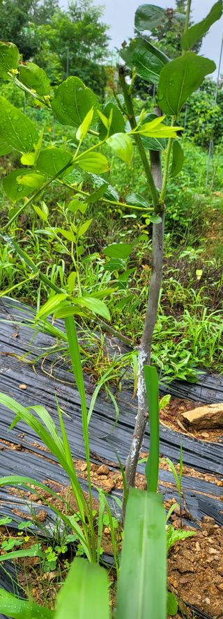 정찬호님의 기타작물 · 병해충상담 작성글 사진