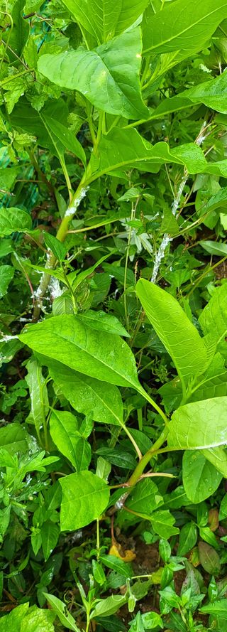 정찬호님의 기타작물 · 병해충상담 작성글 사진