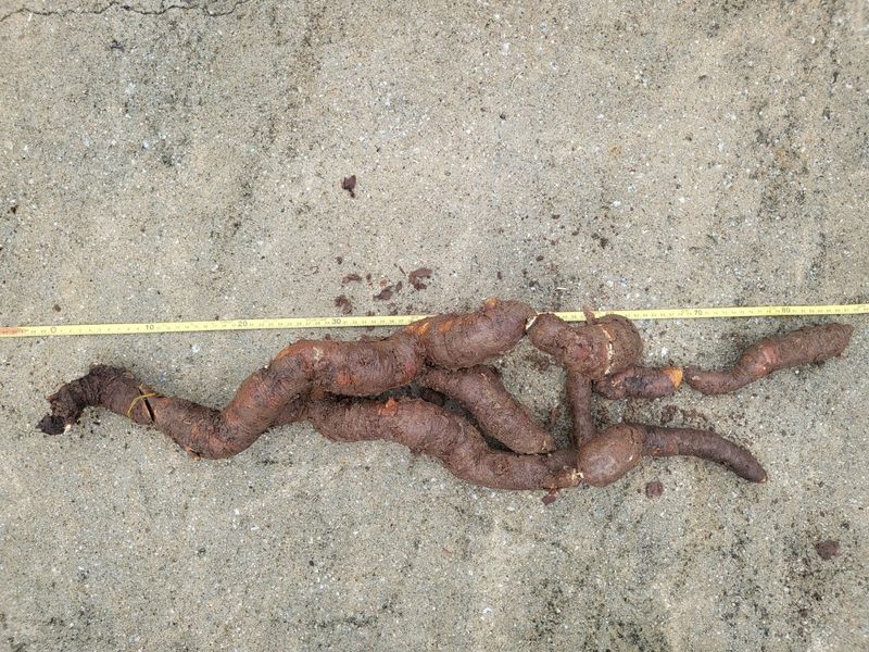 장터 상품 [자연산 백하수오] 썸네일