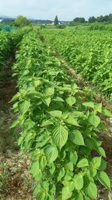 팜모닝 들깨·자유게시판 게시글 이미지