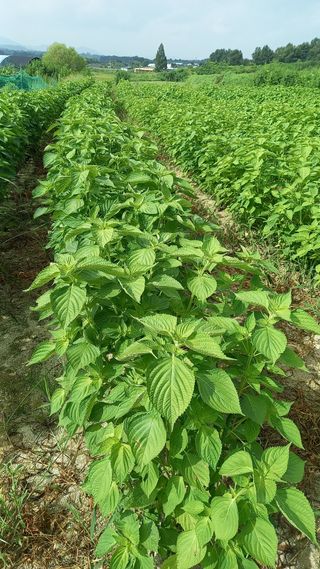 마에스타님의 들깨 · 자유게시판 작성글 사진