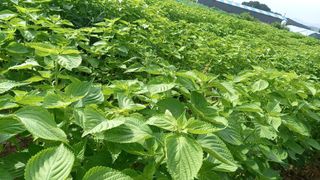 마에스타님의 들깨 · 자유게시판 작성글 사진