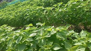 마에스타님의 들깨 · 자유게시판 작성글 사진