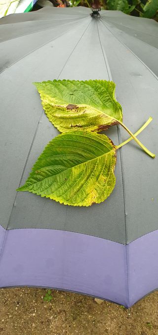 최고봉님최진홍님의 들깨 · 병해충상담 작성글 사진