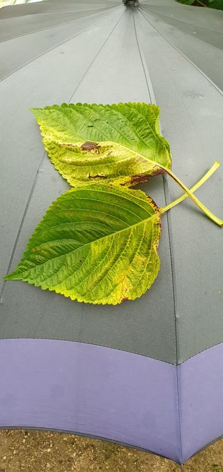 최고봉님최진홍님의 들깨 · 병해충상담 작성글 사진