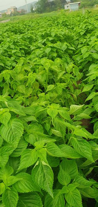 최고봉님최진홍님의 들깨 · 병해충상담 작성글 사진