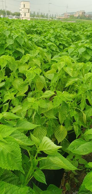 최고봉님최진홍님의 들깨 · 병해충상담 작성글 사진