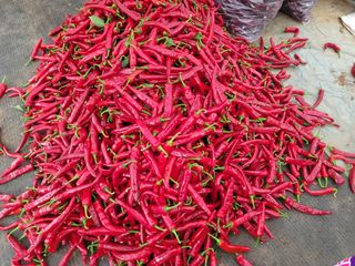 대추사랑님의 고추 · 수확 작성글 사진