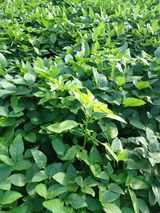 팜모닝 콩·자유게시판 게시글 이미지