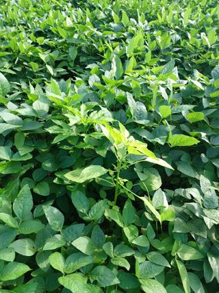 김무진님의 콩 · 자유게시판 작성글 사진