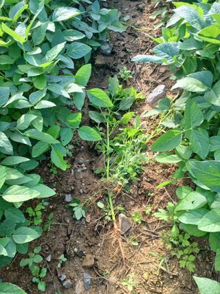 김무진님의 콩 · 자유게시판 작성글 사진