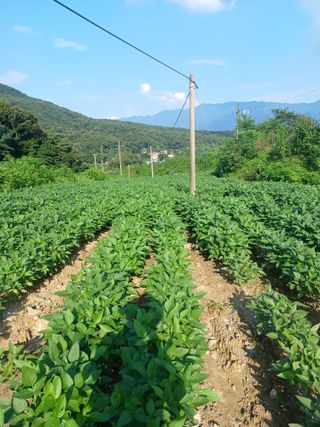 김무진님의 콩 · 자유게시판 작성글 사진