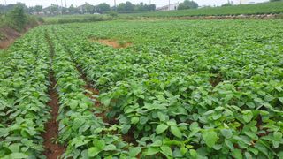 김영준님의 콩 · 병해충상담 작성글 사진