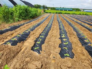 파더곰님의 콩 · 영농일지 작성글 사진