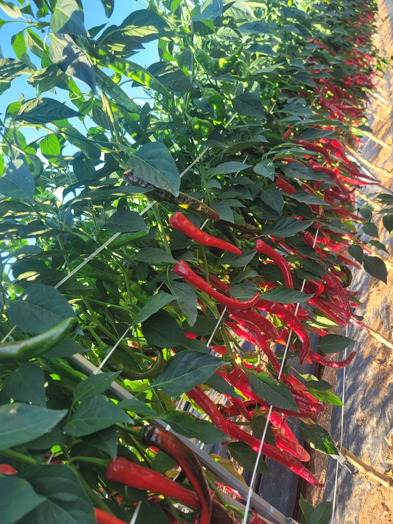 대추사랑님의 장터 판매 상품 [고춧가루] 첨부 사진