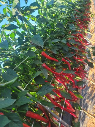 대추사랑님의 작성글 사진