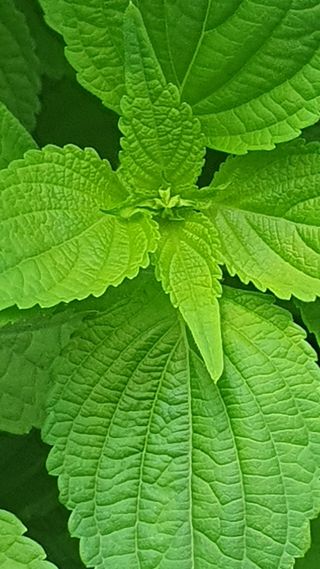 인생은 소풍처럼님의 들깨 · 자유게시판 작성글 사진