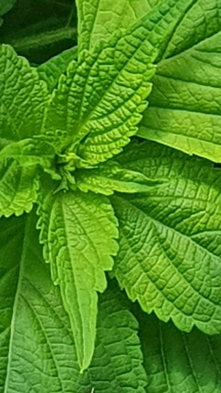 인생은 소풍처럼님의 들깨 · 자유게시판 작성글 사진