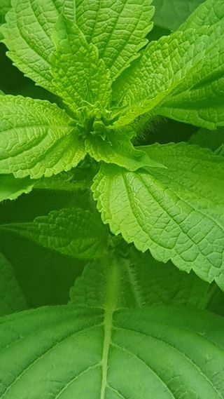 인생은 소풍처럼님의 들깨 · 자유게시판 작성글 사진