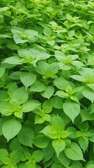 인생은 소풍처럼님의 들깨 · 자유게시판 작성글 사진