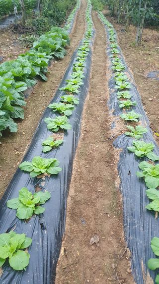 인생은 소풍처럼님의 배추 · 병해충상담 작성글 사진