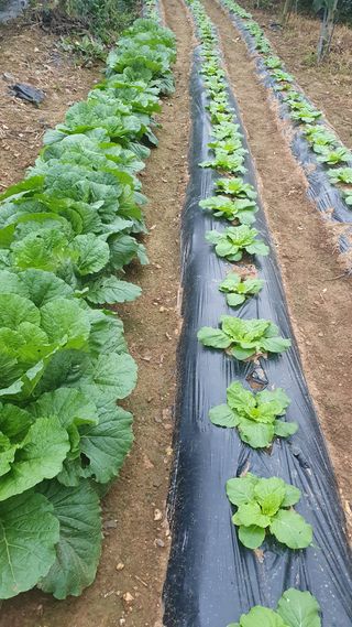 인생은 소풍처럼님의 배추 · 병해충상담 작성글 사진