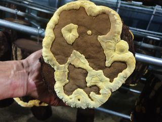 감7909님의 버섯 · 일상 작성글 사진