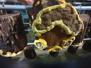 감7909님의 버섯 · 일상 작성글 사진