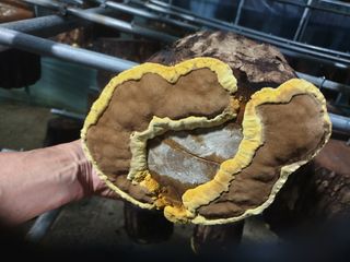 감7909님의 버섯 · 일상 작성글 사진