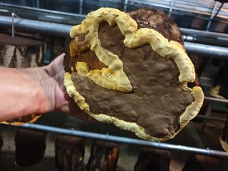 감7909님의 버섯 · 일상 작성글 사진