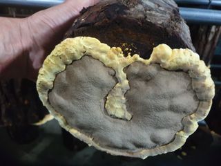 감7909님의 버섯 · 일상 작성글 사진