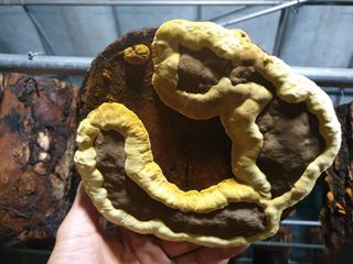 감7909님의 버섯 · 일상 작성글 사진