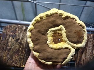 감7909님의 버섯 · 일상 작성글 사진