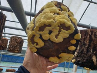 감7909님의 버섯 · 일상 작성글 사진