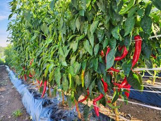 꽃순이네님의 고추 · 수확 작성글 사진