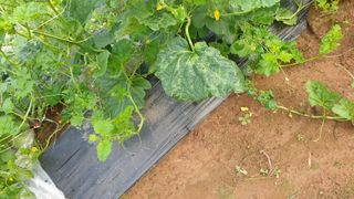 김영준님의 기타작물 · 병해충상담 작성글 사진