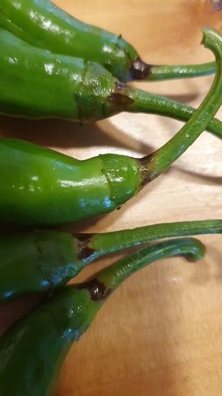 박희광님의 고추 · 병해충상담 작성글 사진