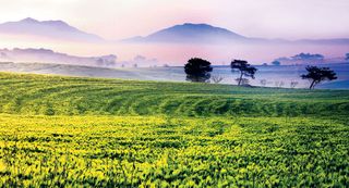 알 수 없음님의 기타작물 · 병해충상담 작성글 사진