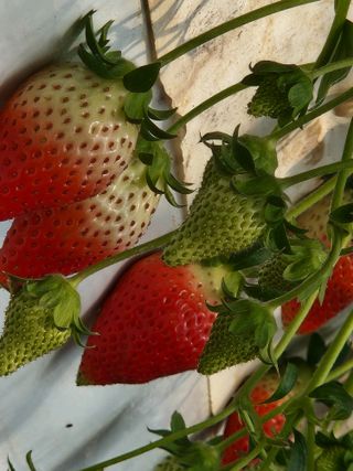 논산. 이순자님의 작목반,동호회 등 나의 모임은? · 참여글 작성글 사진