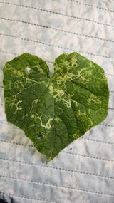 팜모닝 오이·병해충상담 게시글 이미지