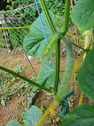 큰골왕자님의 오이 · 병해충상담 작성글 사진