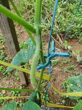 큰골왕자님의 오이 · 병해충상담 작성글 사진