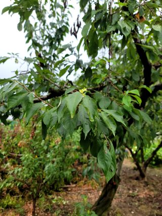 이양호님의 자두 · 자유게시판 작성글 사진