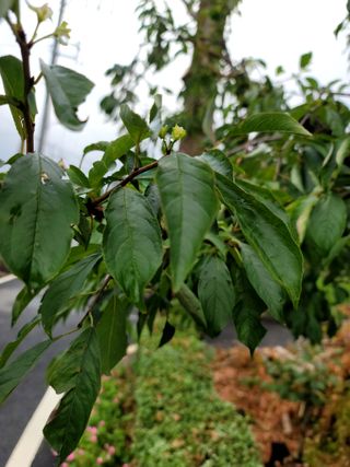 이양호님의 자두 · 자유게시판 작성글 사진