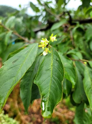 이양호님의 자두 · 자유게시판 작성글 사진