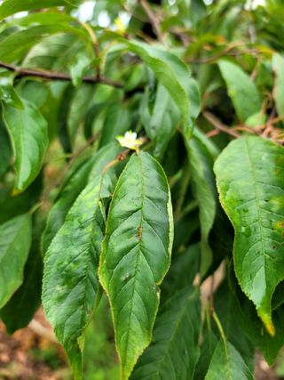 이양호님의 자두 · 자유게시판 작성글 사진