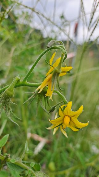 이애숙님의 토마토 · 일상 작성글 사진
