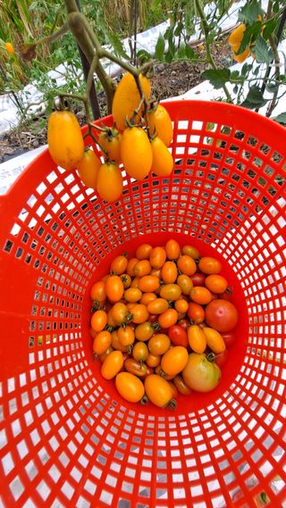 이애숙님의 토마토 · 일상 작성글 사진