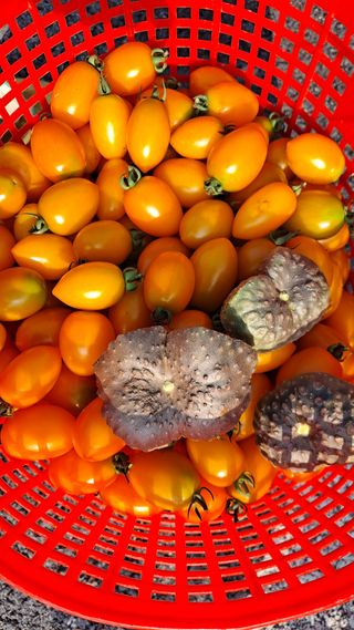 이애숙님의 토마토 · 일상 작성글 사진